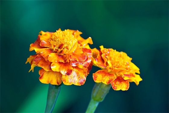 没有父亲节的父亲节寄语 【没有父亲节的父亲节寄语图爷】 没有父亲节的父亲节寄语 【没有父亲节的父亲节寄语图爷】