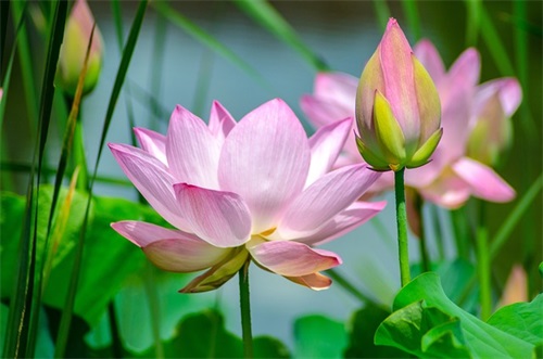坚持梦想的经典语录(坚持自己的梦想和鼓励的句子)
