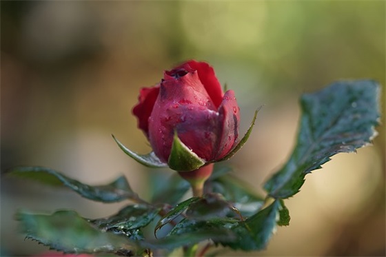 公司新年寄语84句