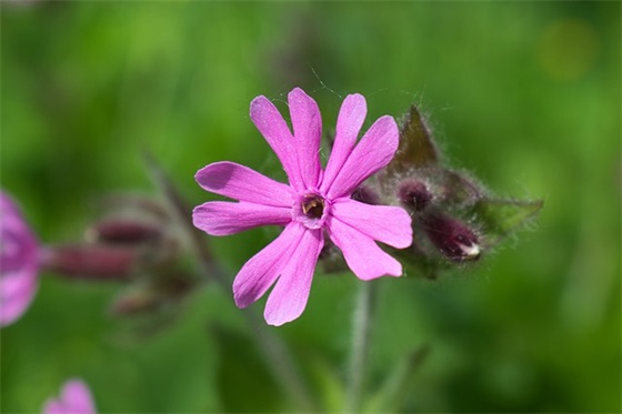 房地产圣诞节祝福85句