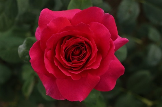 财神节的祝词88句