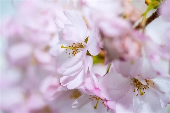 关于拔河的好句