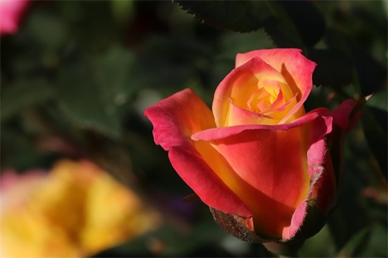 女生对男生的表白词92句