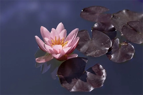 春节问候语84句