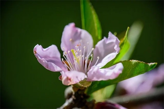 企业元宵寄语81句