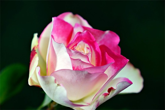 小学六年级成长记录册家长寄语 【六年级小学生成长记录册家长的话怎么写】