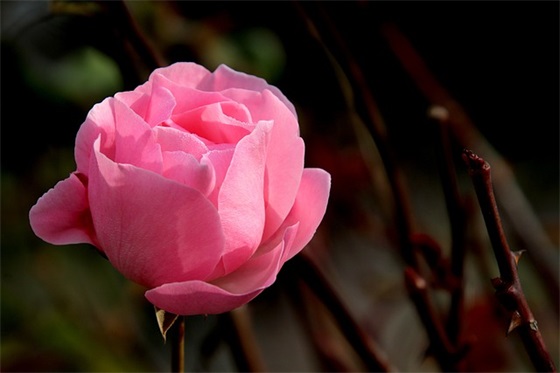 家长对女儿的寄语 【家长对女儿的寄语诗词大全】