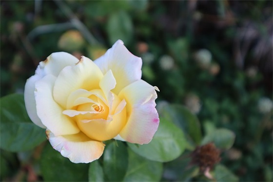 十岁孩子成长寄语 【十岁孩子成长寄语大全简短的】