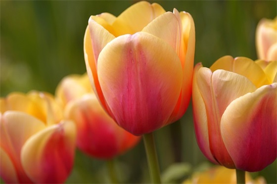 幼儿园我对自己说寄语大全 【幼儿园我对自己说的话】