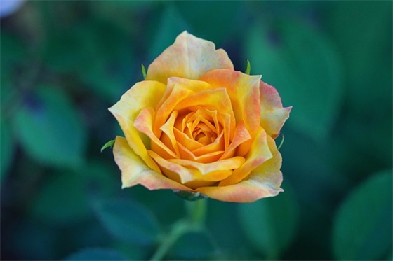 家长寄语一年级下 【家长寄语一年级下册简短】