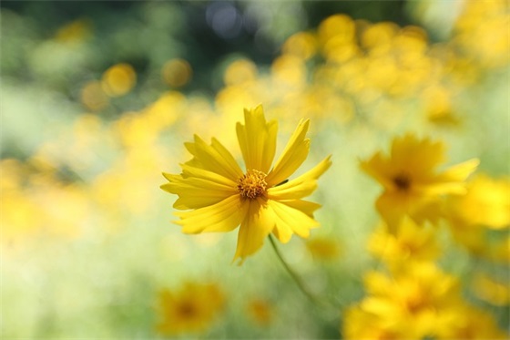 爱情句子短句80句