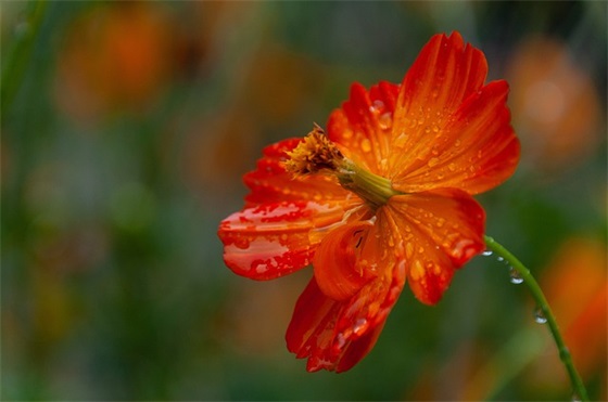 描写不怕困难的句子113句