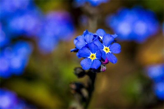 2025年元宵节暖心祝福句子大全