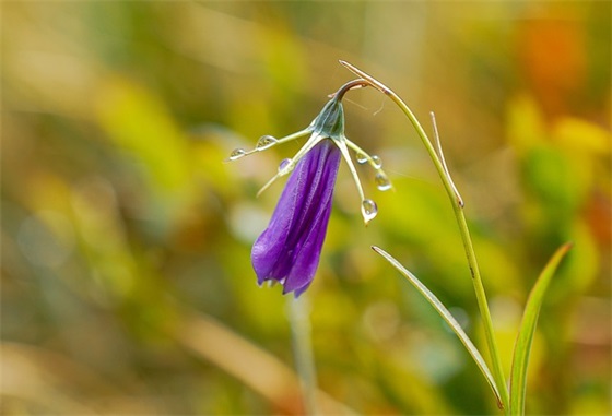 每天早安问候的正能量句子