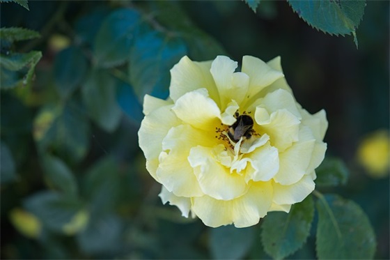 2025年简单的写花优美句子