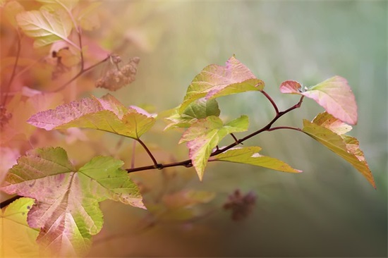 学年寄语学生自评初中 【初中生学年寄语自我评价】