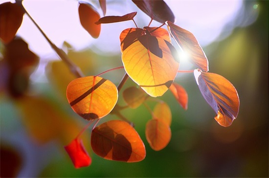 一年级我对自己说寄语 【一年级我对我自己说寄语】