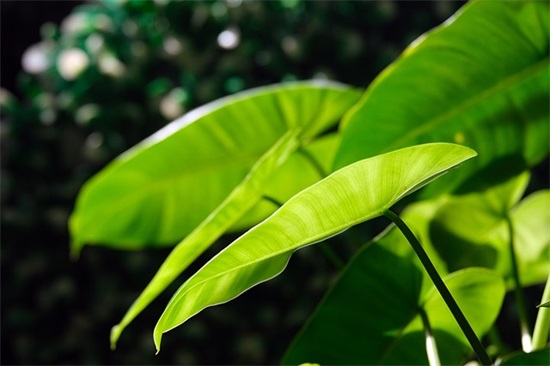 一句逗比式秀恩爱的话 调侃情侣的幽默句子