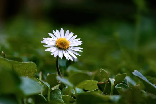 夸人帅的句子50句