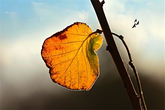 毕业三十周年寄语-57句