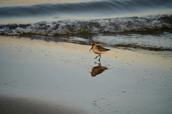 晚安心语2026心灵鸡汤经典语录励志短句