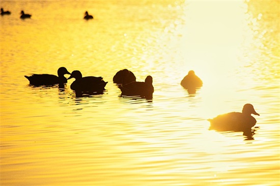 水瓶座女生网名