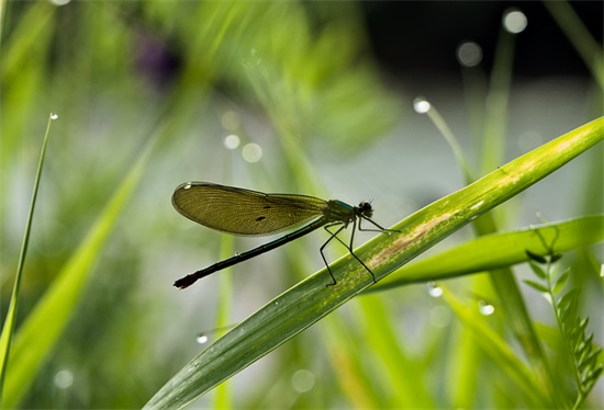形容万家灯火下的夜景的句子