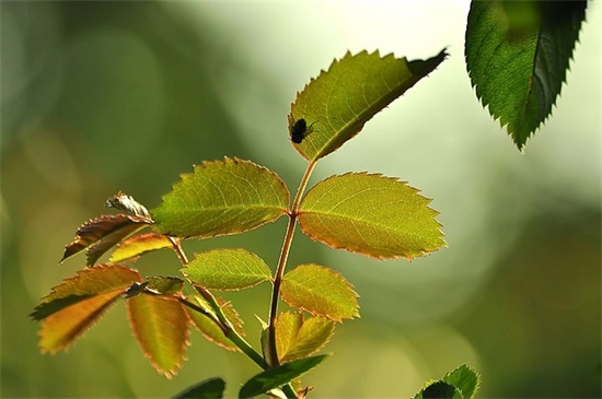 2025年超伤感的爱情说说以上(伤心的句子说说心情)