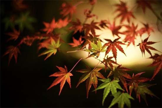 家人的英语句子