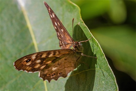 儿子4岁生日寄语-50句