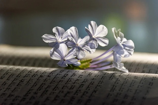 一年级老师对家长的寄语-31句