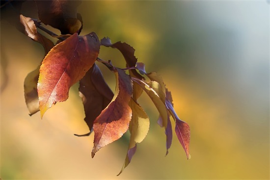 优美伤感爱情句子100句