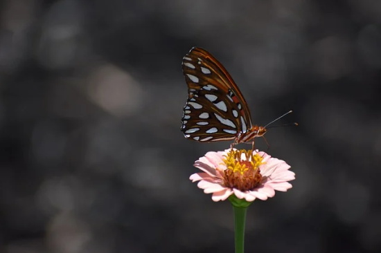 金钱经典语录78句