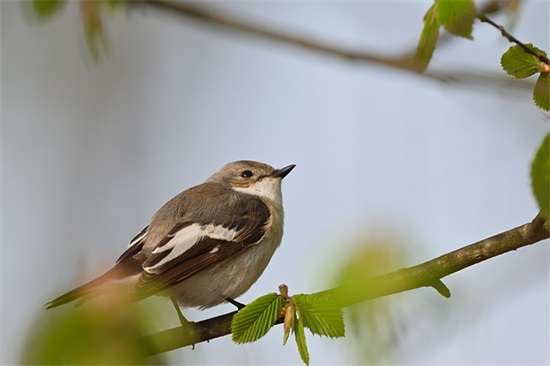 青春励志唯美语录80句