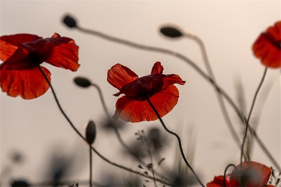 离退休人员联欢演出(打一成语)