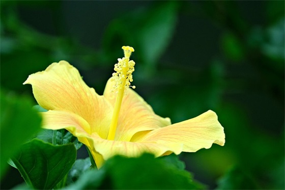 红公鸡，绿梢尾，展展翅，一千里(打一自然现象)