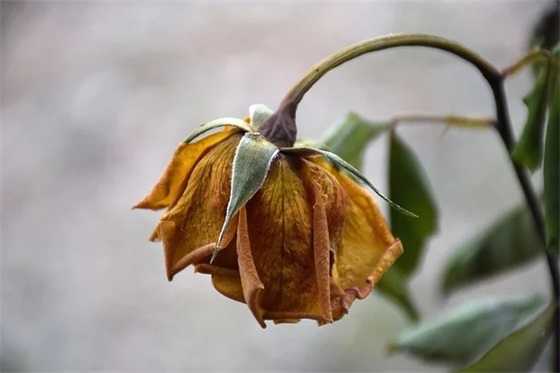 愚公(猜一成语)