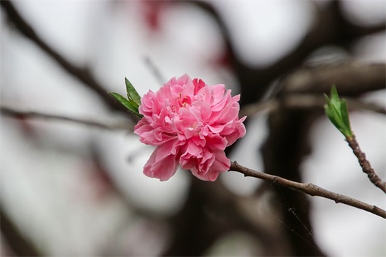 花心 (打一成语)