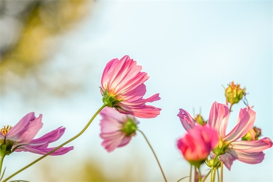 哪吒不闹海，武松不过冈 (打一成语)