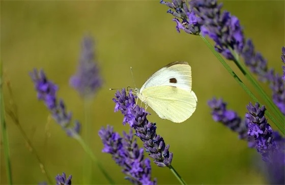 大班宝宝寄语 【大班宝贝寄语 家长寄语】