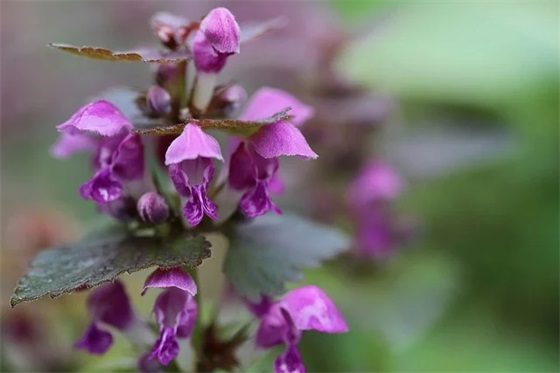 六年级寄语简短家长 【六年级寄语简短家长怎么写】