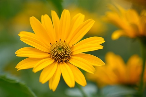 幼儿园毕业汇演寄语 【幼儿园毕业汇演寄语怎么写】