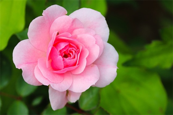 老师给初三毕业寄语 【初三老师给学生的毕业赠言简短】