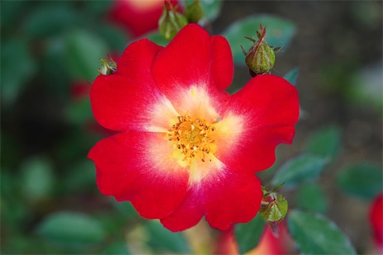 六年级老师对学生寄语全班 【六年级老师对全体学生寄语】