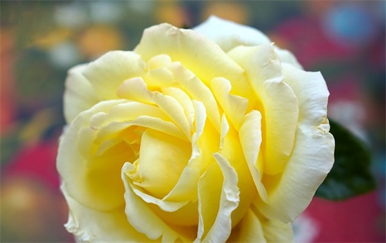 幼儿园园长爱心寄语 【幼儿园园长爱心寄语怎么写】