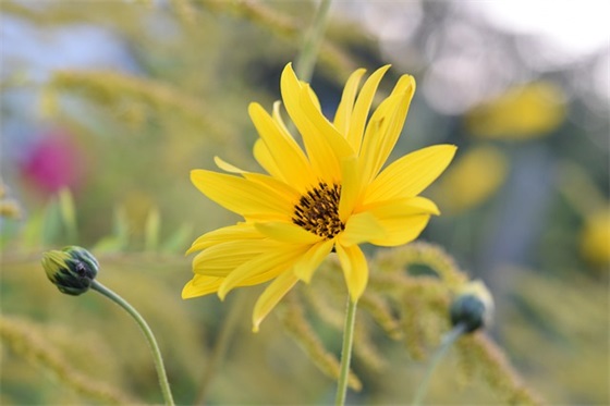 简短小学毕业寄语 【简短小学毕业寄语励志】