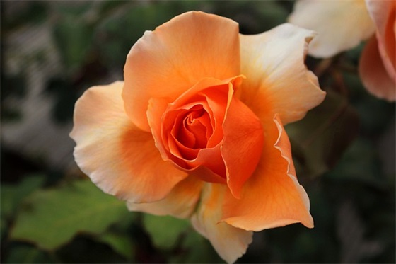 黄西脱口秀台词语录句子精选精选86句