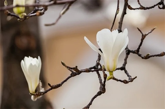 自己是个傻子句子精选163句