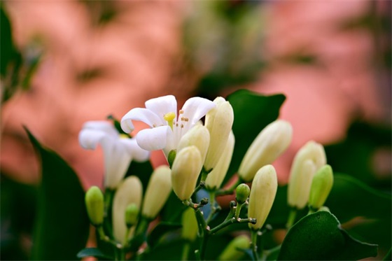 描写脚步声的句子孤寂