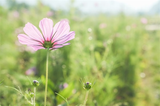 对宝贝女儿的成长寄语简短 【对宝贝女儿的成长寄语四字成语】